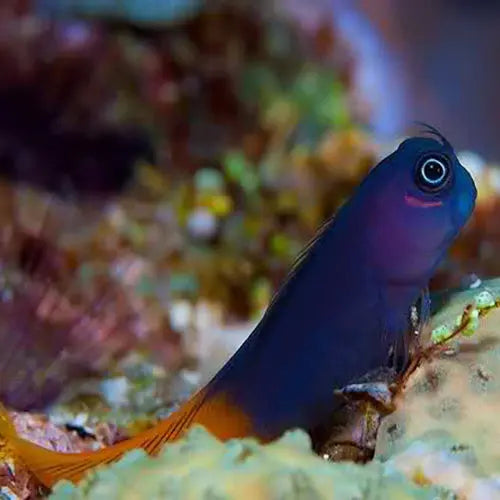 Bicolor Blenny (Ecsenius bicolor) - Marine World Aquatics