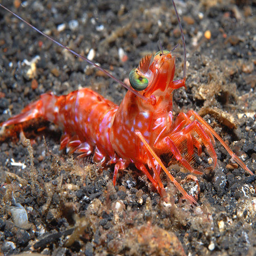 Big Eye Shrimp (Metapenaeopsis lamellata) - Marine World Aquatics