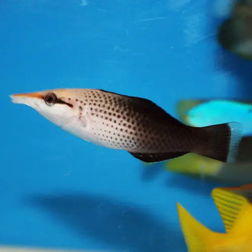 Birdmouth Wrasse - Female (Gomphosus varius) - Marine World Aquatics