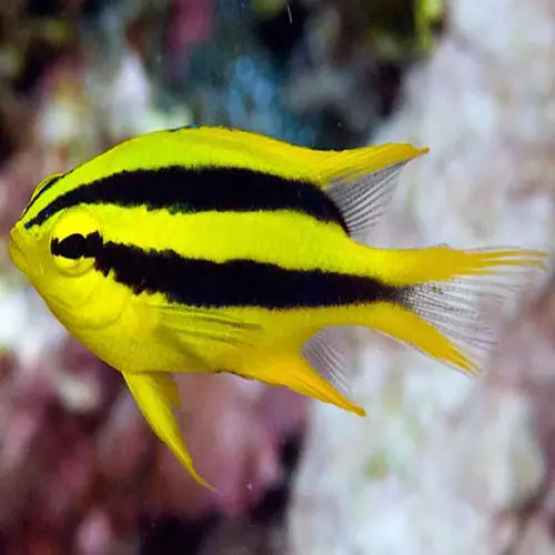 Black & Gold Damsel (Neoglyphidodon nigroris) - Marine World Aquatics