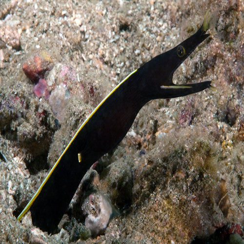 Black Ribbon Eel (Rhinomuraena quaesita) - Marine World Aquatics