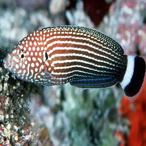 Black Tail Wrasse (Anampses lineatus) - Marine World Aquatics