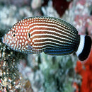 Black Tail Wrasse (Anampses lineatus) - Marine World Aquatics