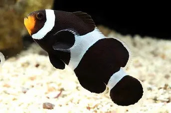 Tank Bred Black & White Clown (Amphiprion ocellaris) - Marine World Aquatics