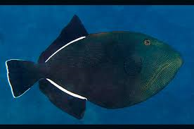 Black Trigger (Melichthysi ndicus ) - Marine World Aquatics