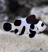 Tank Bred Clown Fish Black Storm (Amphiprion ocellaris various) - Marine World Aquatics