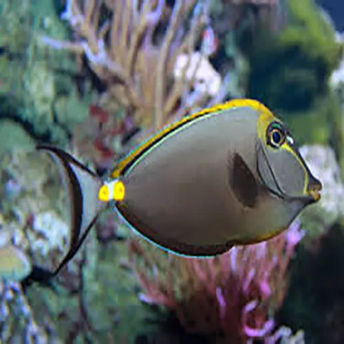 Blonde Naso Tang - (Naso elegans) - Marine World Aquatics