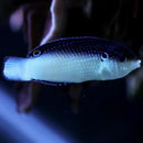Blue and White Wrasse (Anampses neoguinacus) - Marine World Aquatics