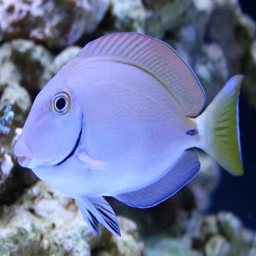 Blue Face Tang (Acanthurus bahianus) - Marine World Aquatics