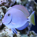 Blue Face Tang (Acanthurus bahianus) - Marine World Aquatics