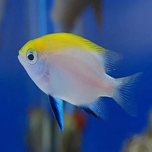 Blue Fin Damsel (Neoglyphidodon melas) - Marine World Aquatics