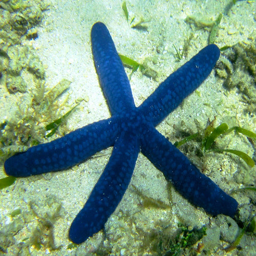 Blue Finger Starfish (Linckia laevigata) - Marine World Aquatics