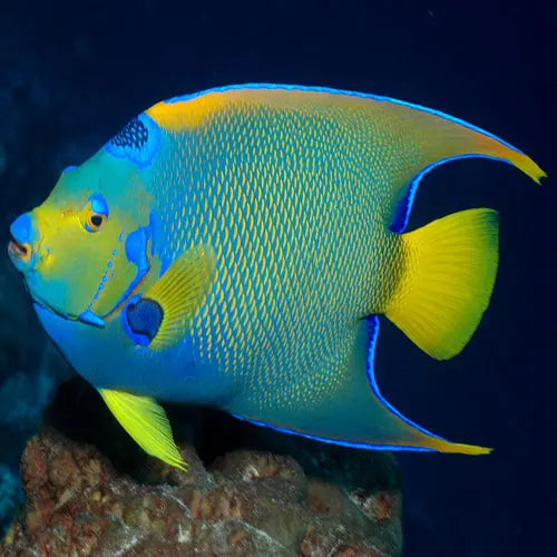 Blue Queen Angel : A (Holacanthus isabelita) - Marine World Aquatics