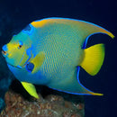 Blue Queen Angel : A (Holacanthus isabelita) - Marine World Aquatics