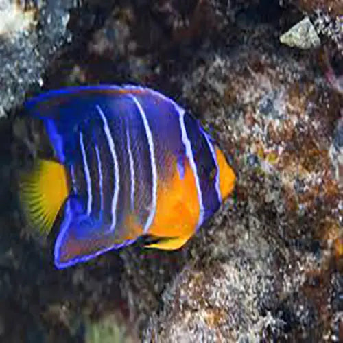 Blue Queen Angel : J (Holacanthus isabelita) - Marine World Aquatics