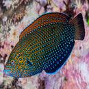 Blue Spot Wrasse (Anampses caeruleopunctatus) - Marine World Aquatics