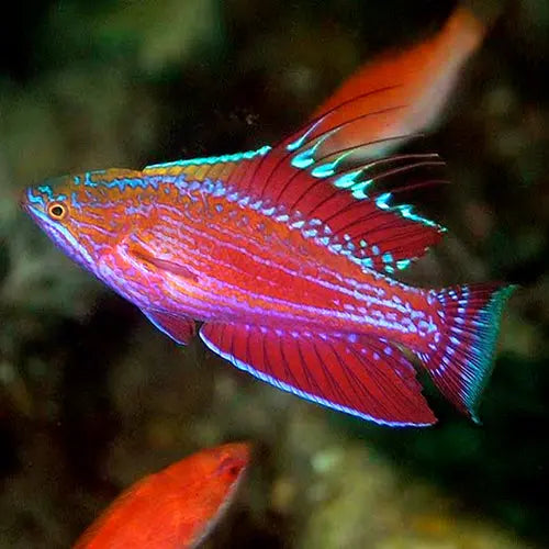 Blue Stripe Dwarf Parrot Hi-Fin (Paracheilinus carpenteri) - Marine World Aquatics