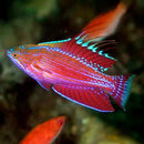 Blue Stripe Dwarf Parrot Hi-Fin (Paracheilinus carpenteri) - Marine World Aquatics