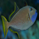 Blue Throat Trigger Male (Xanthichthys auromarginatus) - Marine World Aquatics