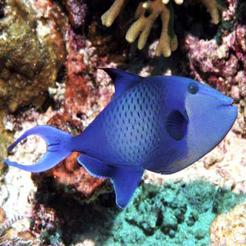 Blue Trigger (Odonus niger) - Marine World Aquatics