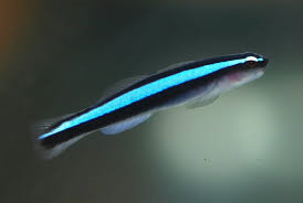 Neon Goby - Blue (Elacatinus oceanops) - Marine World Aquatics