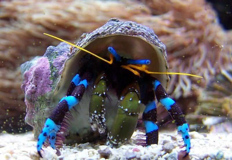 Electric Blue Hermit Crab - (Calcinus elegans) - Marine World Aquatics