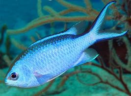 Blue Reef Chromis (Chromis cyanea) - Marine World Aquatics