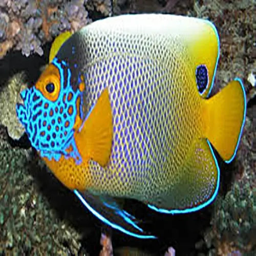 Blueface Angel : A (Pomacanthus xanthometopon) - Marine World Aquatics