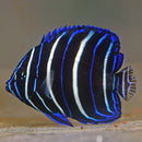 Blueface Angel : J (Pomacanthus xanthometopon) - Marine World Aquatics