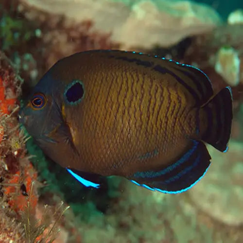 Bluefin Angel (Centropyge multispinis) - Marine World Aquatics