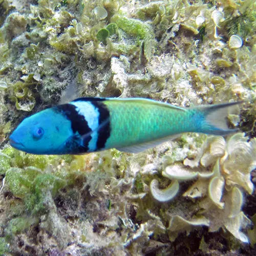 Bluehead Wrasse (Thalassoma bifasciatum) - Marine World Aquatics