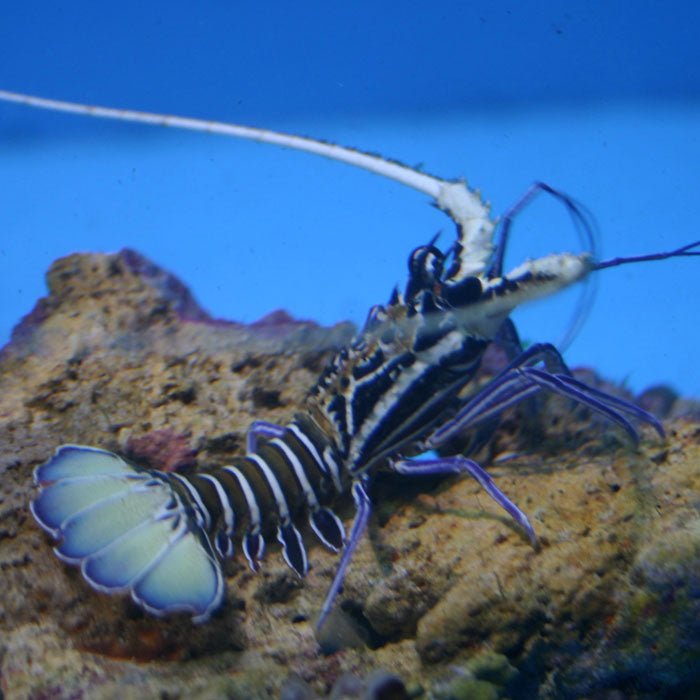 Blue Lobster Panulirius versicolor - Marine World Aquatics