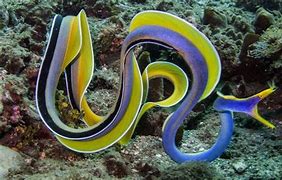 Blue Ribbon Eel (Rhinomuraena quaesita) - Marine World Aquatics