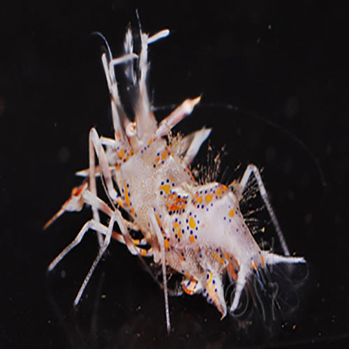 Bongo Shrimp (Phyllognathia ceratophthalma) - Marine World Aquatics