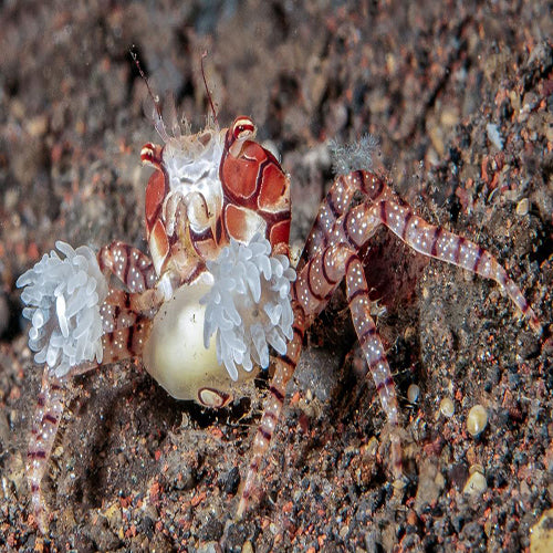 Boxer Crab (Lybia tesselata) - Marine World Aquatics
