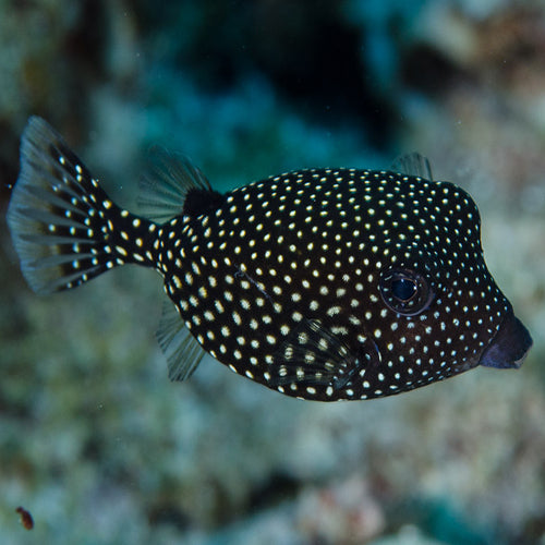 Boxfish - Black (Ostracion meleagris) - Marine World Aquatics