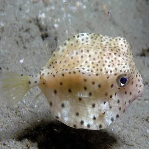 Boxfish - Common (Rhynchostracion nasus) - Marine World Aquatics