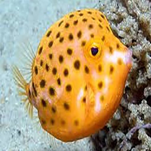 Boxfish - Sunshine (Anoplocapros inermis) - Marine World Aquatics