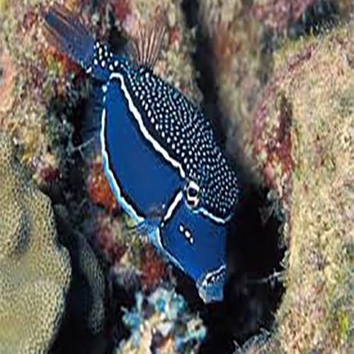 Boxfish - Whitleyi Hawaiian Ma (Ostracion whitleyi) - Marine World Aquatics