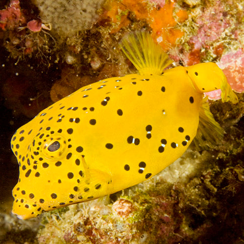 Boxfish - Yellow (Ostracion cubicus) - Marine World Aquatics