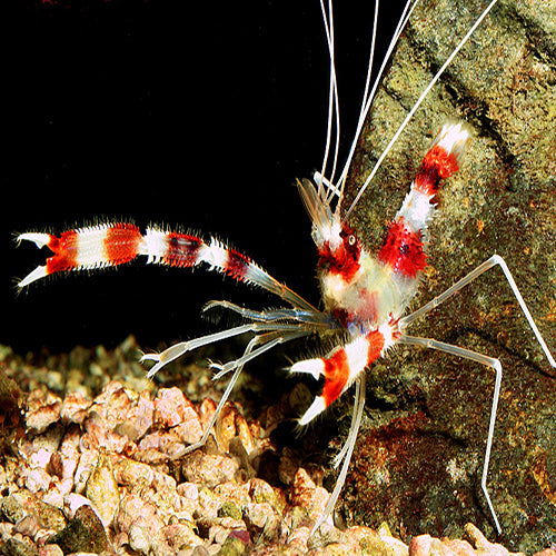Boxing Shrimp (Stenopus hispidus) - Marine World Aquatics