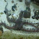 Brittle Starfish - Teardrop (Ophiomastix annulosa) - Marine World Aquatics