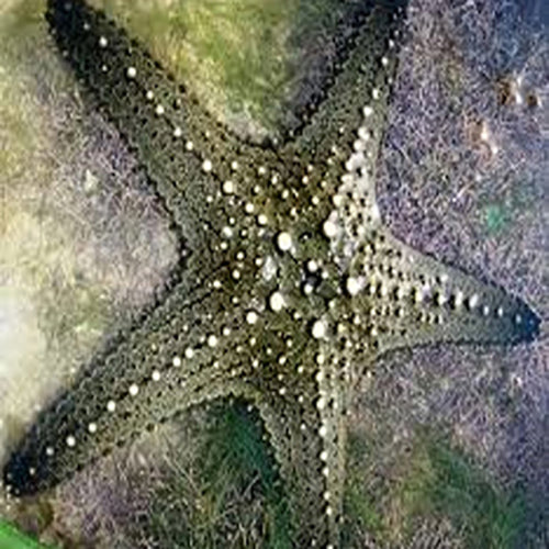 Bronze Knobbly Starfish (Pentaceraster tuberculatus) - Marine World Aquatics