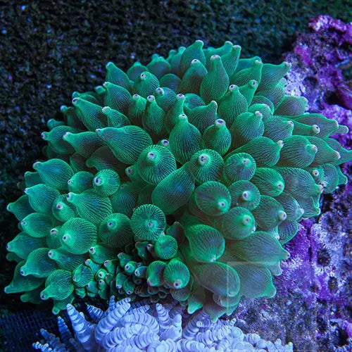 Bubble Anemone - Common (Entacmaea quadricolor) - Marine World Aquatics