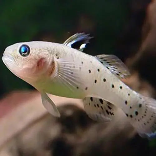 Bulldog Goby (Acentrogobius caninus) - Marine World Aquatics