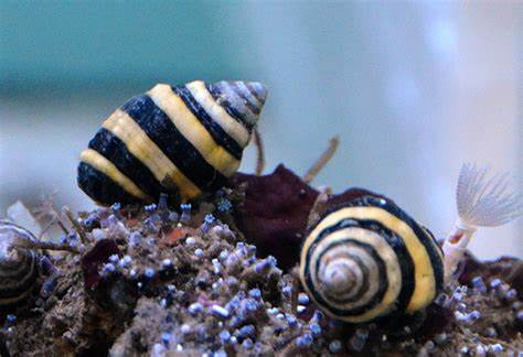 Bumble Bee Snail (Engina sp.) - Marine World Aquatics