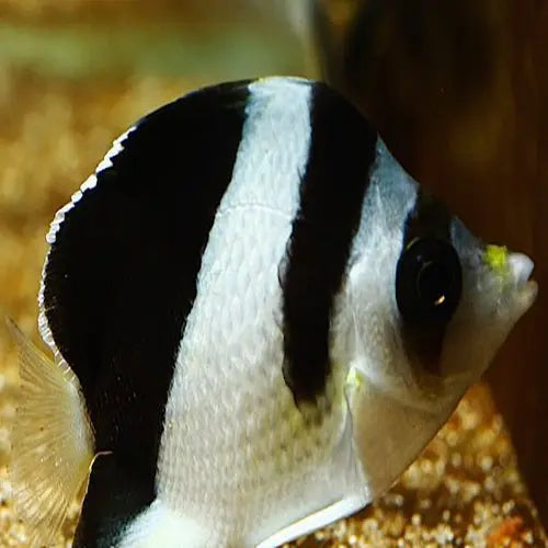 Burgess' Butterfly (Chaetodon burgessi) - Marine World Aquatics