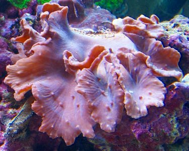 Cabbage Coral (Sinularla Dura) - Marine World Aquatics