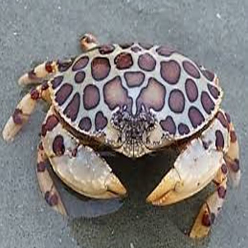 Calico Crab (Calappa spp.) - Marine World Aquatics