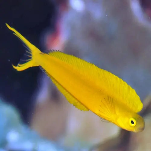 Canary Blenny (Meiacanthus oualanensis) - Marine World Aquatics